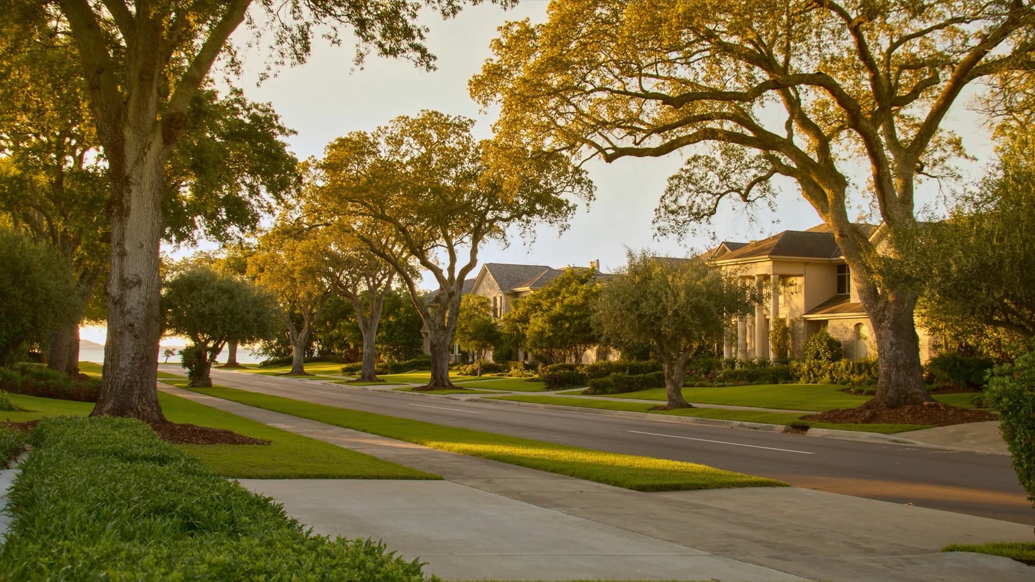 Tree-lined South Tampa waterfront neighborhood scene